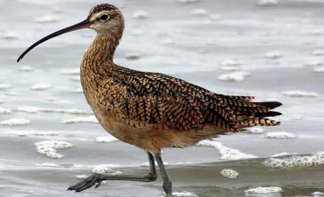 Shore Bird with a Curved Beak: Exploring the Fascinating Adaptations